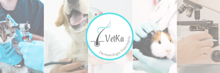 fotos de alguns serviços oferecidos aos pets e logotipo vetka